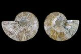 Agate Replaced Ammonite Fossil - Madagascar #166894-1
